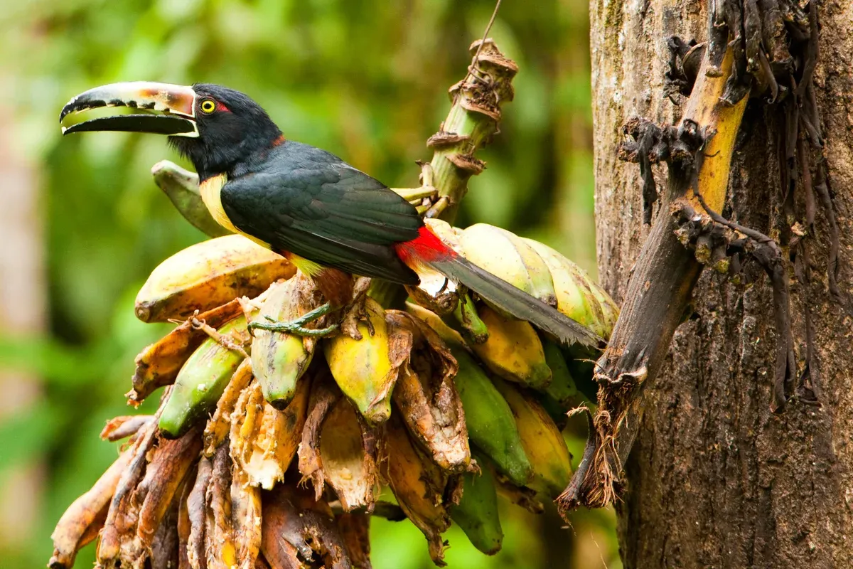 Collared aracari perched near Bijagua, Costa Rica, wildlife seen on the Guanacaste combo day