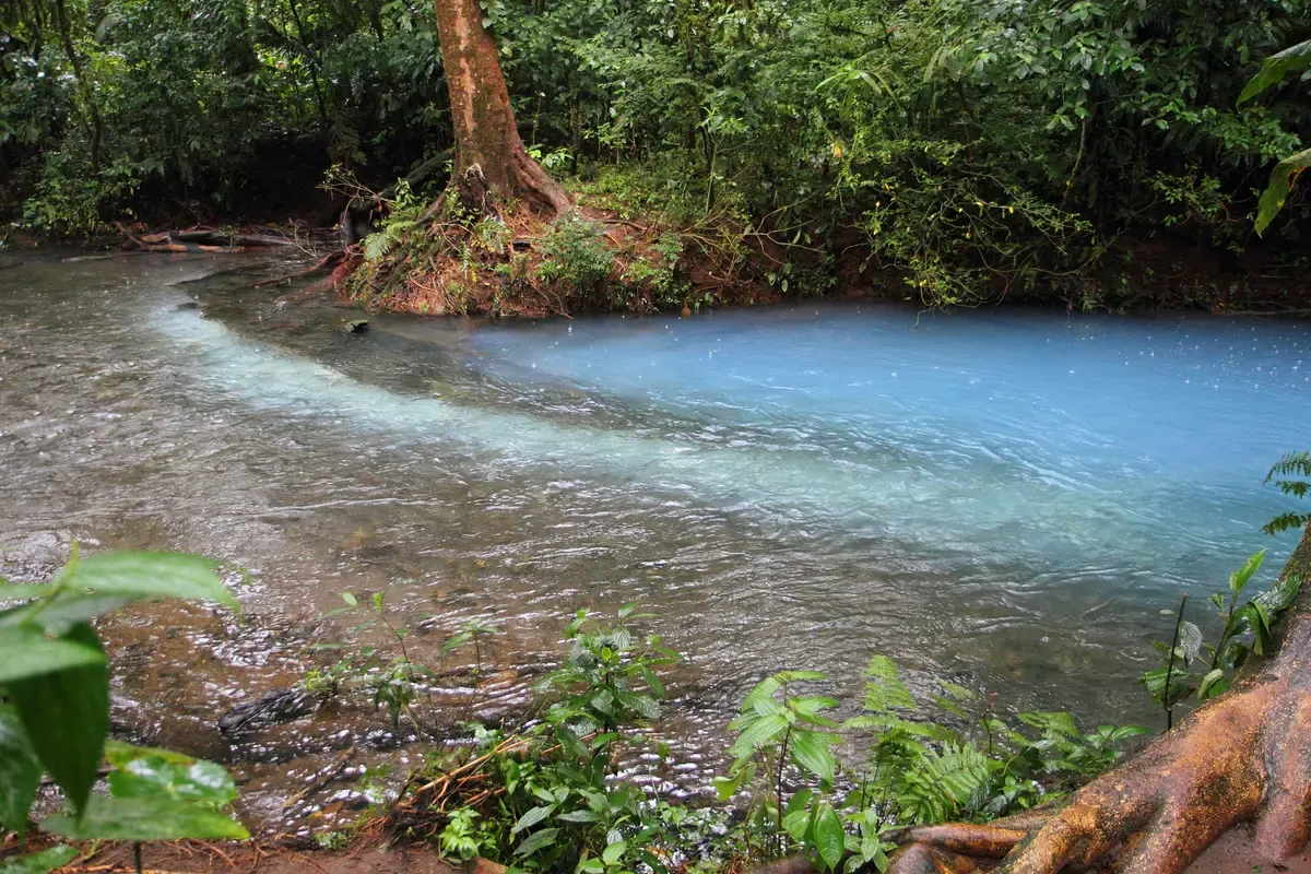 Point where volcanic sulfur colors the Rio Celeste on the Blue River Adventure hike in Tenorio Volcano National Park, Costa Rica