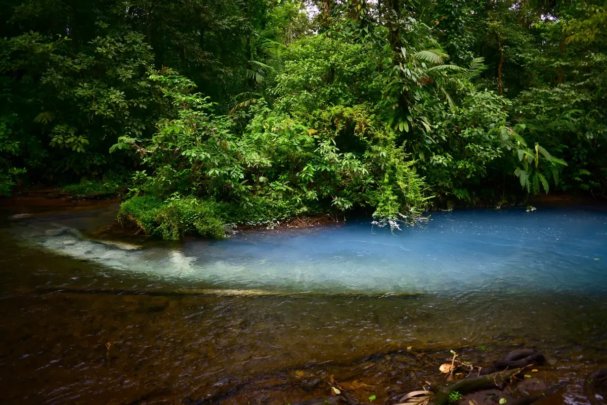 Glowing pale blue Rio Celeste river winding through dense rainforest in Tenorio Volcano National Park on a Rio Celeste tour, Costa Rica