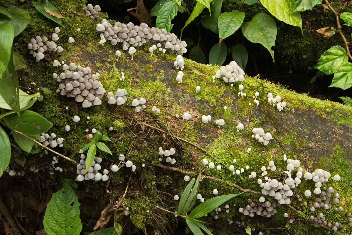 White bell-shaped mushrooms growing on a dead tree in Tenorio volcano national park, Costa Rica