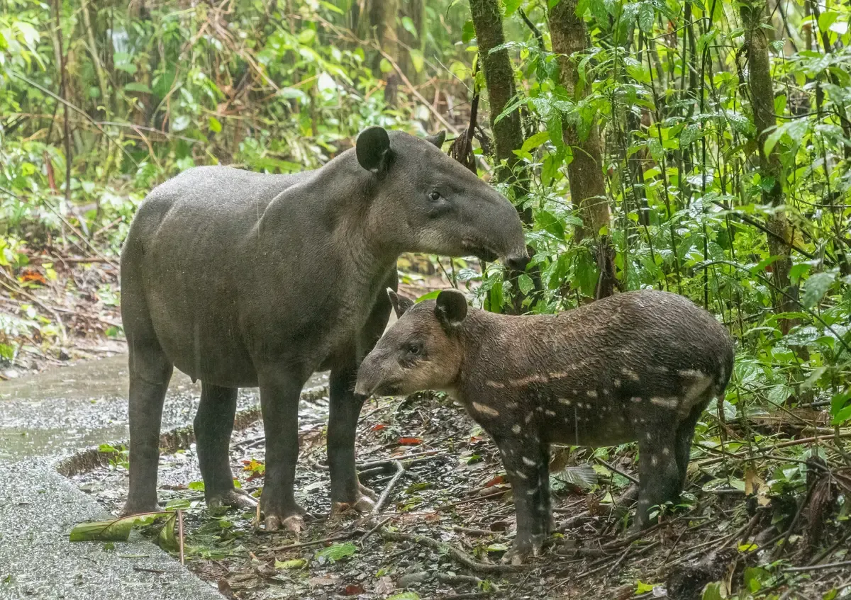 Baird's tapir with its baby on the forest floor in Costa Rica