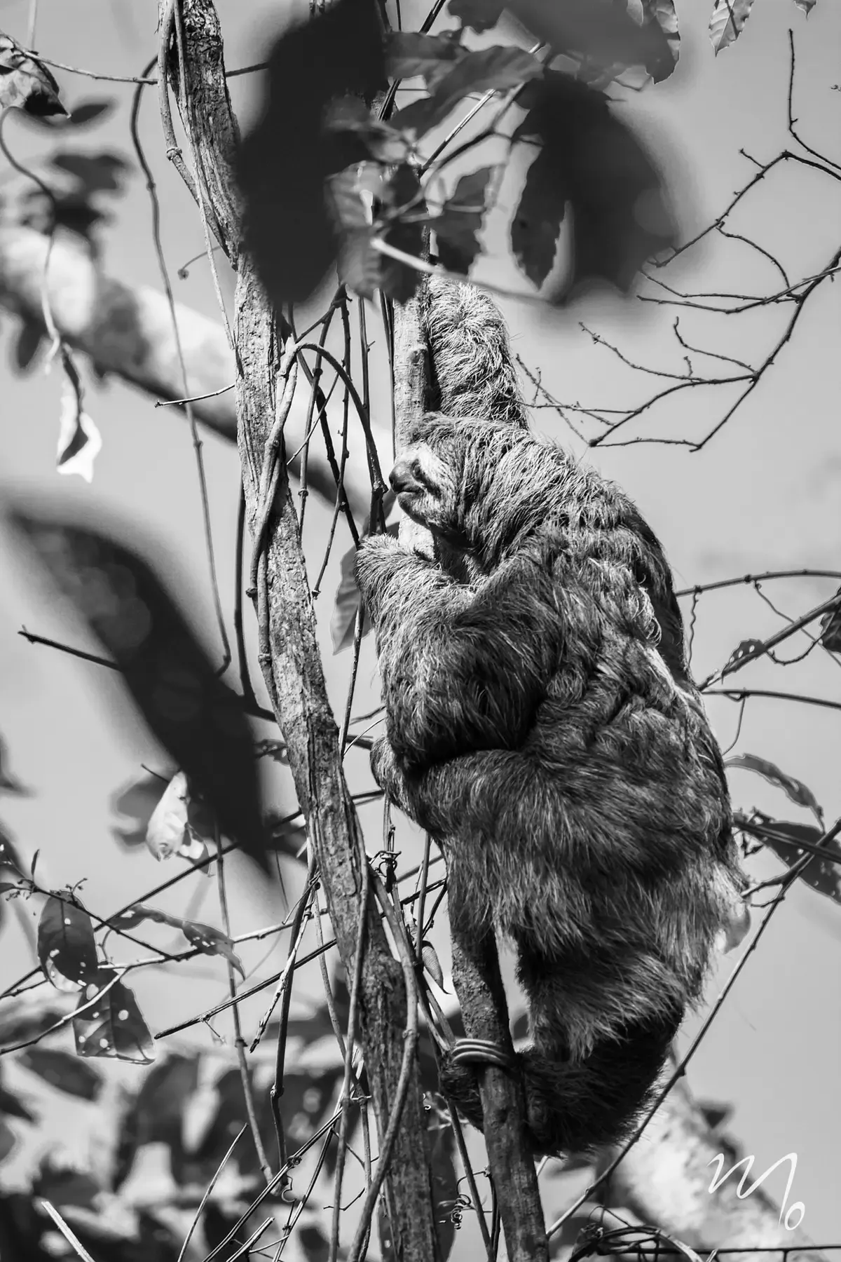 Sloth moving through the treetops in Costa Rica on the slothland excursion from Rio Celeste