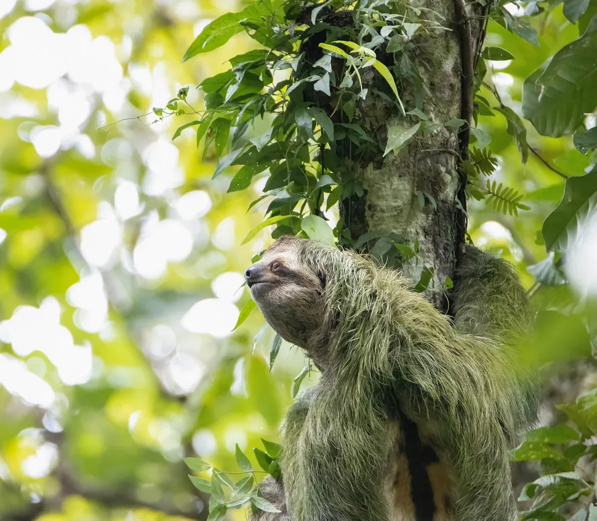 Sloth resting in a tree near Bijagua on the Rio Celeste waterfall and slothland excursion, Costa Rica